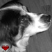 Bodhi
