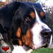 Caffrey
