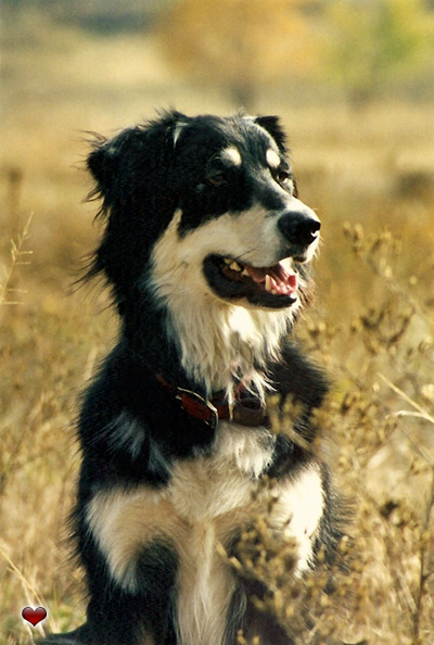 Lily Bear