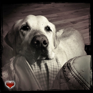 Mr. Moose