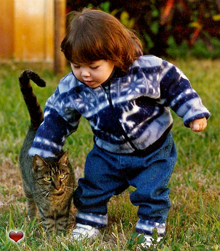 Spidey Cat