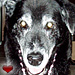 Pepper