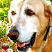 Shiloh