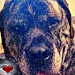 Titan Otis-Wertz
